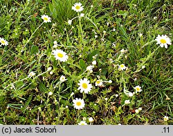 Anthemis ruthenica (rumian ruski)