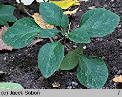 Pachysandra procumbens (runianka rozesłana)