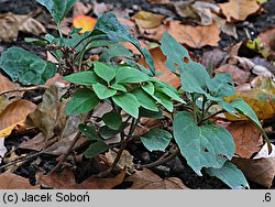 Pachysandra procumbens (runianka rozesłana)