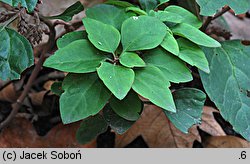 Pachysandra procumbens (runianka rozesłana)