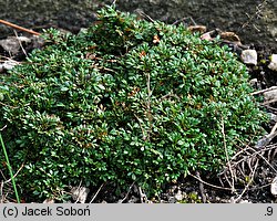 Hutchinsia alpina (rzeżuszka alpejska)