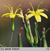 Mycelis muralis (sałatnik leśny)