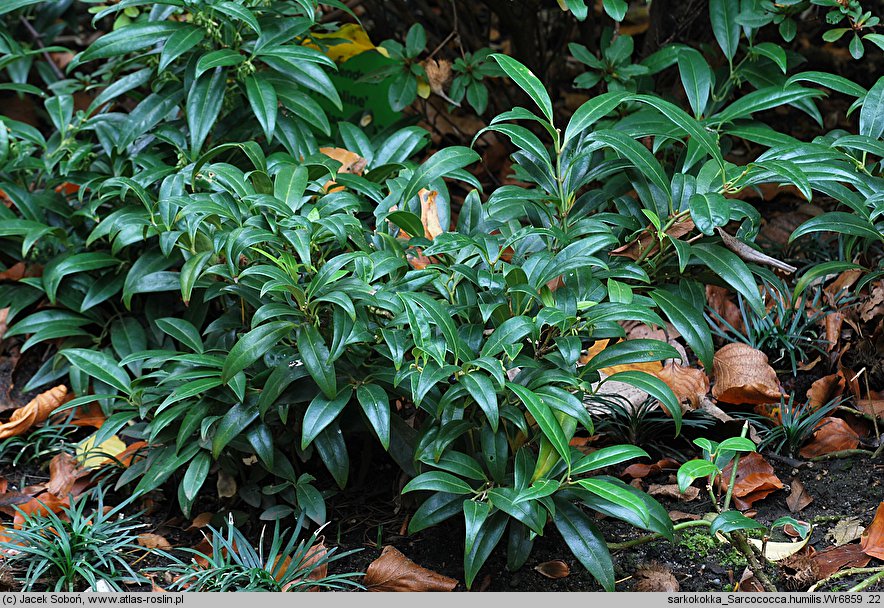 Sarcococca hookeriana (sarkokokka Hookera)