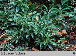 Sarcococca hookeriana (sarkokokka Hookera)