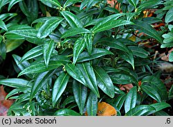 Sarcococca hookeriana (sarkokokka Hookera)