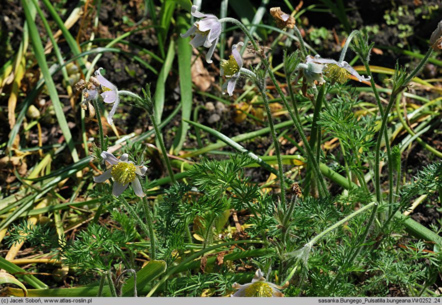 Pulsatilla bungeana (sasanka Bungego)