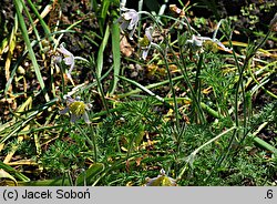 Pulsatilla bungeana (sasanka Bungego)