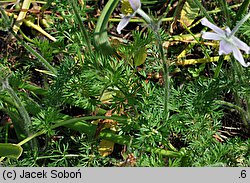 Pulsatilla bungeana (sasanka Bungego)