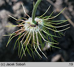 Pulsatilla albana (sasanka albańska)