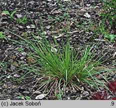 Sesleria tatrae (sesleria tatrzańska)