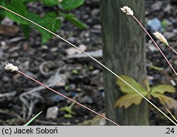 Sesleria tatrae (sesleria tatrzańska)