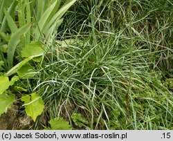 Sesleria varia