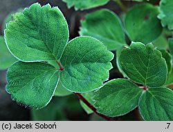 Sibbaldia procumbens (sybaldia rozesłana)