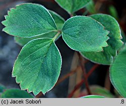 Sibbaldia procumbens (sybaldia rozesłana)