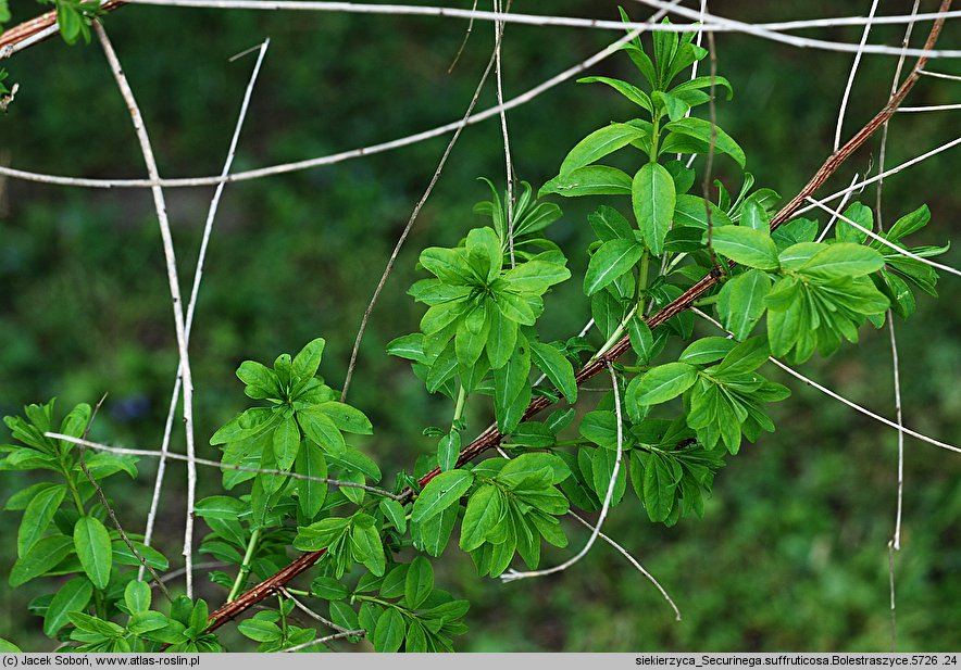 Securinega suffruticosa (sekurinega chińska)