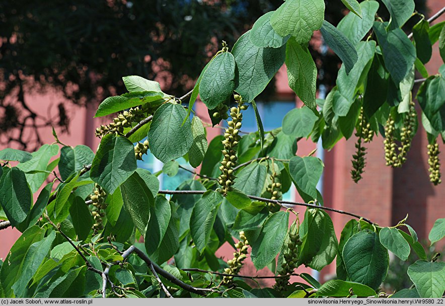 Sinowilsonia henryi (sinowilsonia Henry'ego)