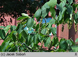 Sinowilsonia henryi (sinowilsonia Henry'ego)