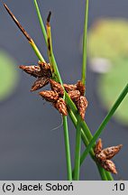 Schoenoplectus americanus (oczeret amerykański)