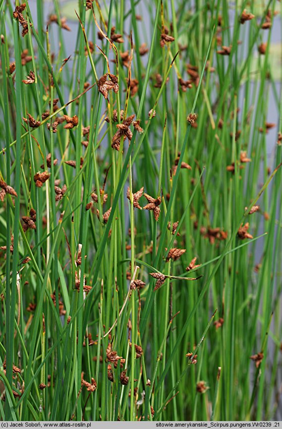 Schoenoplectus americanus (oczeret amerykański)