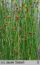 Schoenoplectus americanus (oczeret amerykański)