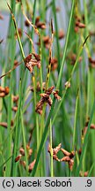 Schoenoplectus americanus (oczeret amerykański)