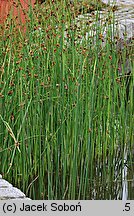 Schoenoplectus americanus (oczeret amerykański)