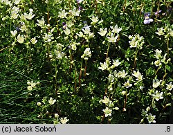 Saxifraga omolojensis (skalnica Ledeboura)