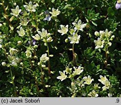 Saxifraga omolojensis (skalnica Ledeboura)