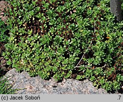 Saxifraga omolojensis (skalnica Ledeboura)