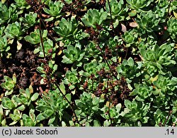 Saxifraga omolojensis (skalnica Ledeboura)