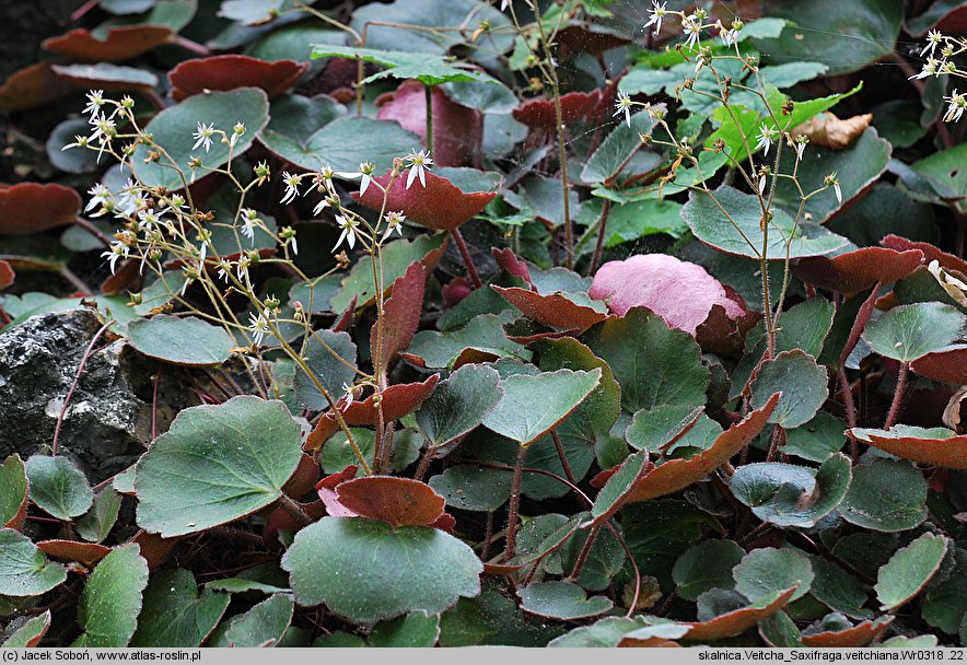 Saxifraga veitchiana (skalnica Veitcha)