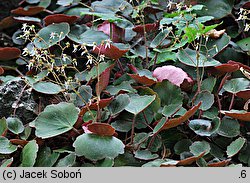 Saxifraga veitchiana (skalnica Veitcha)