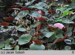 Saxifraga veitchiana (skalnica Veitcha)