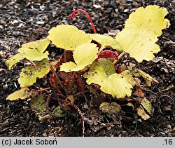 Saxifraga stolonifera Harvest Moon