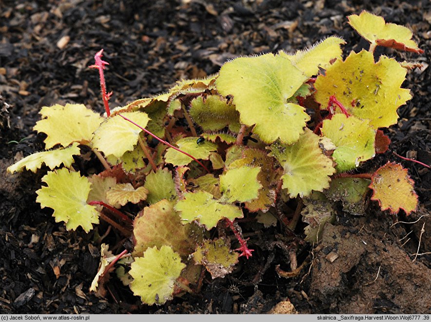 Saxifraga stolonifera Harvest Moon