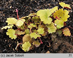 Saxifraga stolonifera Harvest Moon