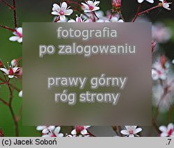 Saxifraga ×urbium Aureopunctata