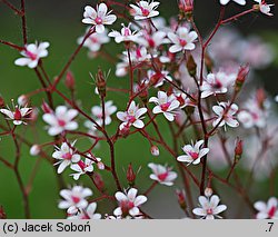 Saxifraga ×urbium Aureopunctata