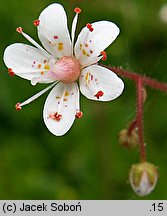 Saxifraga ×urbium Aureopunctata