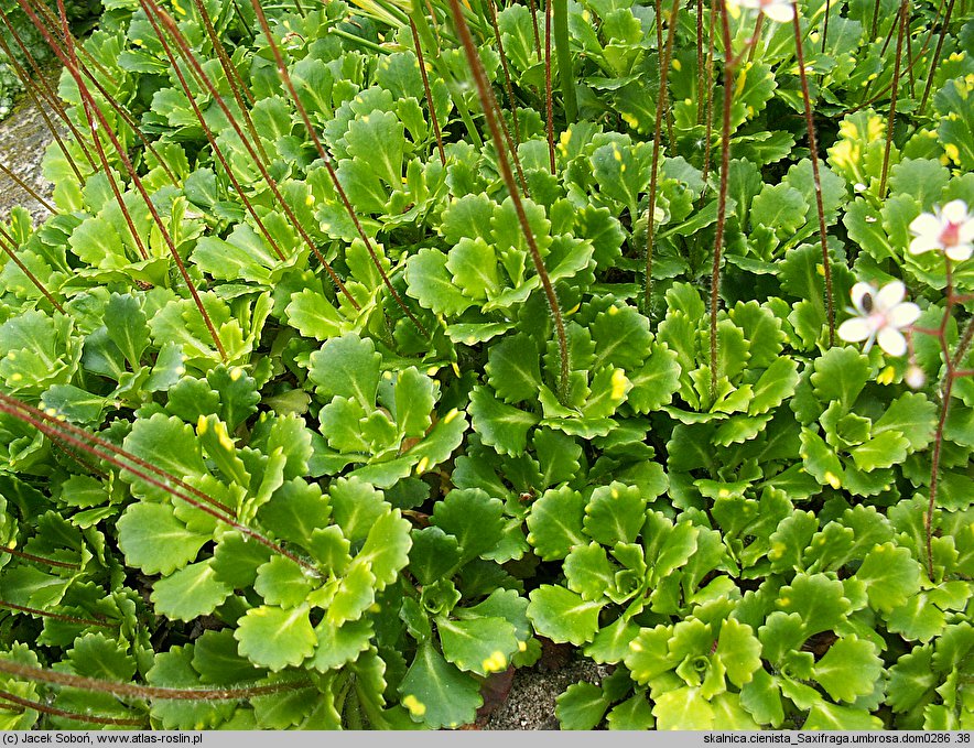 Saxifraga ×urbium Aureopunctata