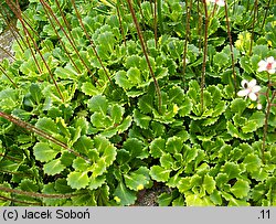 Saxifraga ×urbium Aureopunctata