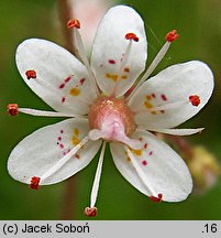 Saxifraga ×urbium Aureopunctata