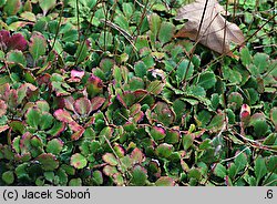 Saxifraga umbrosa (skalnica cienista)