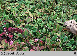 Saxifraga umbrosa (skalnica cienista)