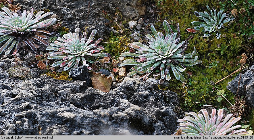 Saxifraga longifolia (skalnica długolistna)