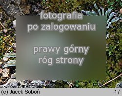 Saxifraga longifolia (skalnica długolistna)