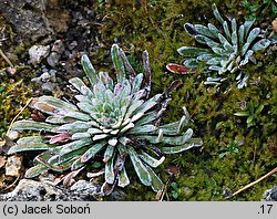 Saxifraga longifolia (skalnica długolistna)