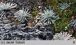 Saxifraga longifolia (skalnica długolistna)