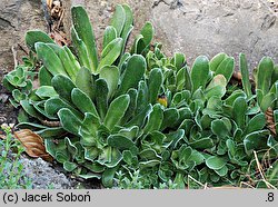 Saxifraga cotyledon (skalnica liścieniolistna)