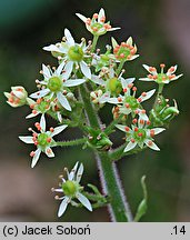 Saxifraga pensylvanica